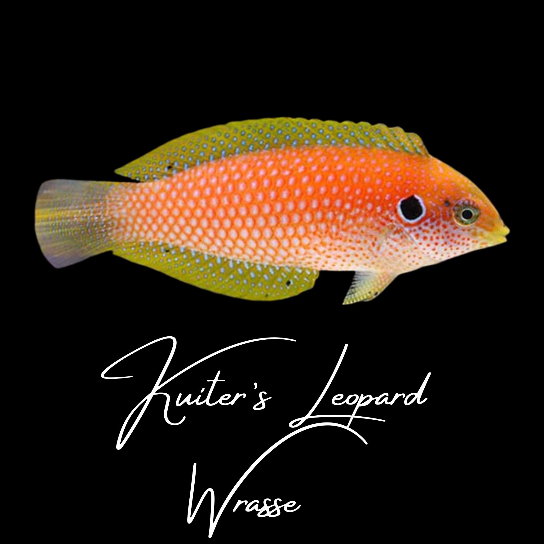 Kuiter's Leopard wrasse